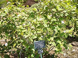 Hibiscus waimeae (Limahuli Garden and Preserve). 
 JPG