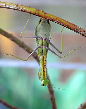 Hierodula membranacea