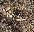 Himantopus leucocephalus nest - Christopher Watson.jpg