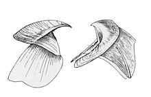 Beak of Histioteuthis bonnellii Histioteuthis bonellii beak.jpg