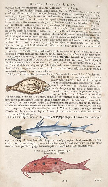 File:Historia naturalis Brasiliae (Page 181) BHL289274.jpg
