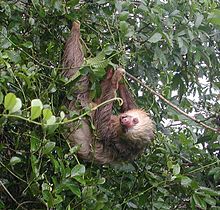 A two-toed (Hoffmann's) sloth Hoffmann-Sloth upright.jpg