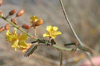 <i>Hoffmannseggia microphylla</i> Species of legume