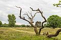 * Nomination Walk through The Strubben-Kniphorstbos. Dead oak at the edge of the open field. --Famberhorst 17:37, 9 July 2017 (UTC) * Promotion Good quality -- Spurzem 18:04, 9 July 2017 (UTC)