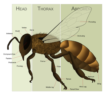 Hymenoptera morphology HoneyBeeAnatomy.png