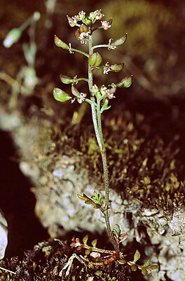 Small rock cress (Hornungia petraea)