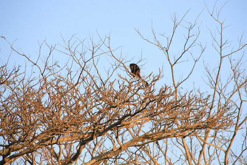 File:Howler Monkey in tree on Volán Maderas.JPG