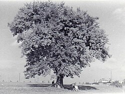 Hrušeň planá v Žamberku v roce 1962