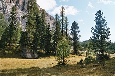 Pinus cembra, Larix decidua i Picea abies, Nature Park Fanes-Sennes-Prags, La Val, Włochy