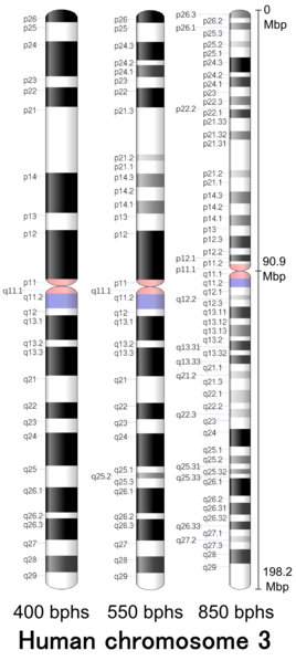 File:Human chromosome 03 - 400 550 850 bphs.png