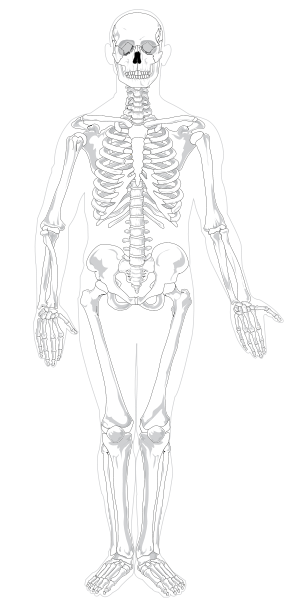 Human skeleton front no-text no-color.svg