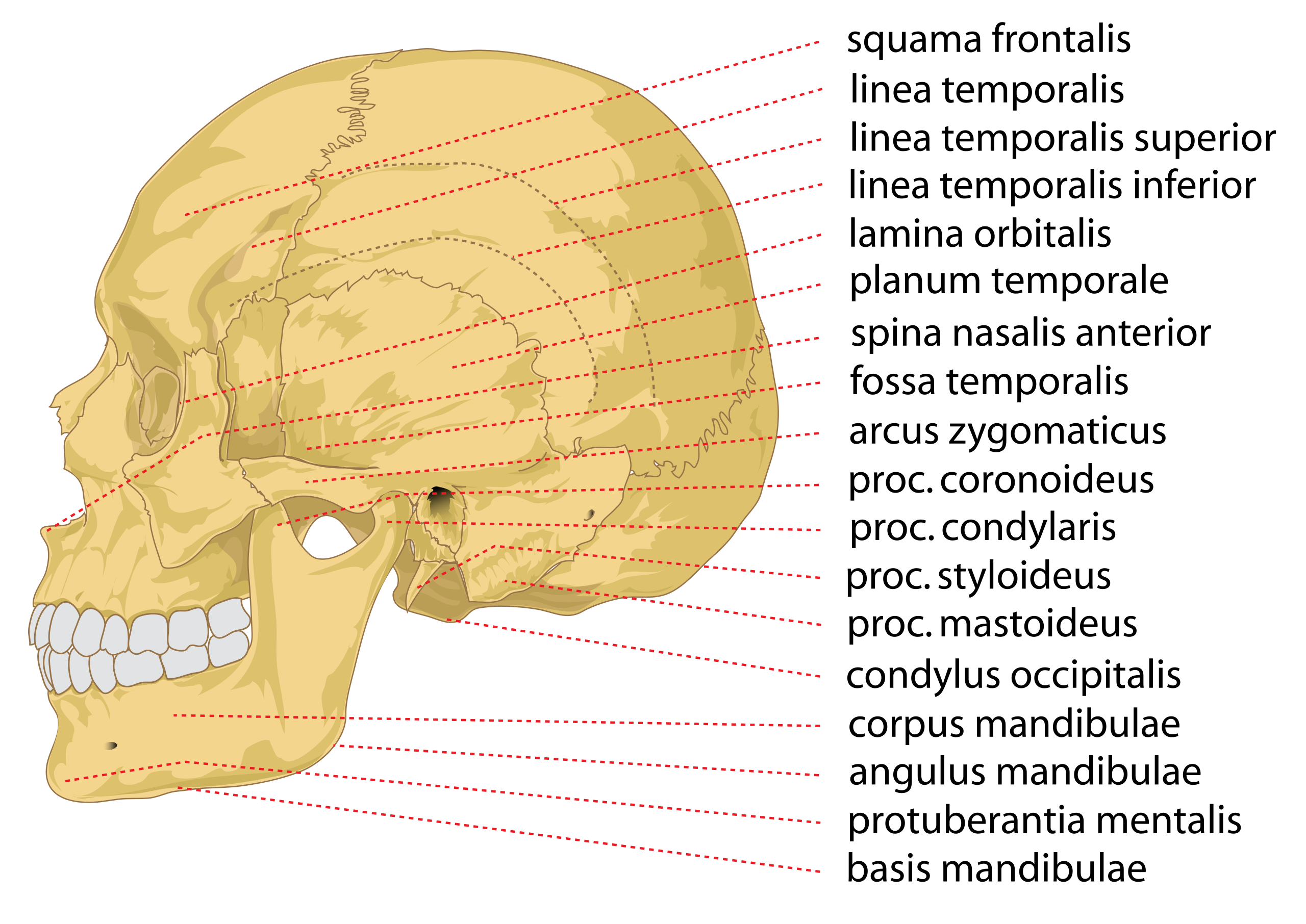 Skull and Bones – Wikipédia, a enciclopédia livre