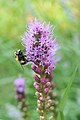 Volucella bombylans?