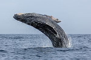 Humpback whale - Ballena jorobada