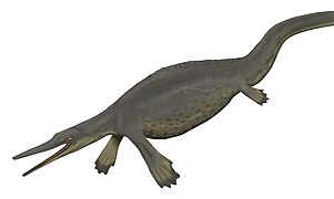 Hupehsuchus sp. (Hupehsuchia) †
