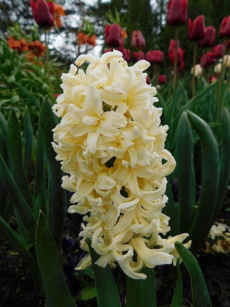 File:Hyacinthus orientalis yellow queen.jpg