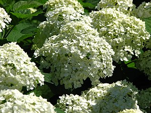 미국수국(Hydrangea arborescens)