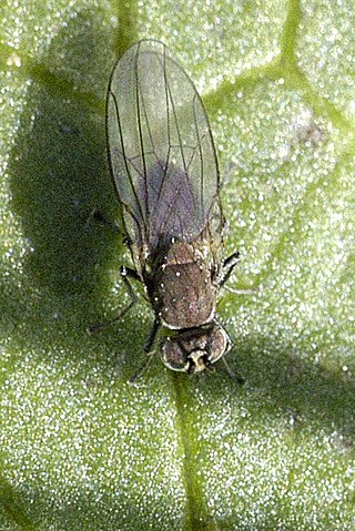 <span class="mw-page-title-main">Ephydridae</span> Family of flies