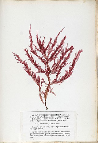 <i>Hypoglossum</i> Genus of algae