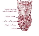 تشريح للغدة الدرقية