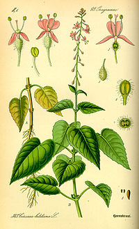 Illustration_Circaea_lutetiana0.jpg