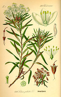 Illustration_Ledum_palustre0.jpg