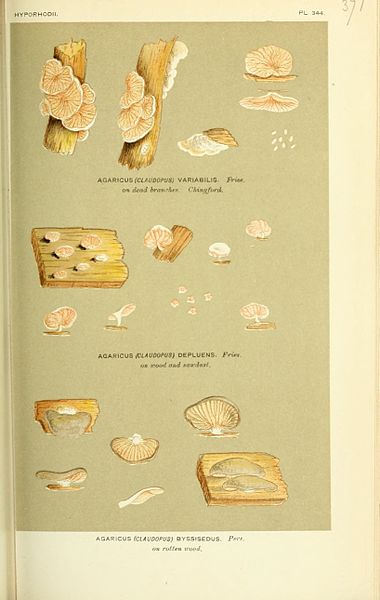 File:Illustrations of British Fungi (Hymenomycetes), to serve as an atlas to the "Handbook of British Fungi" (Pl. 371) (8722255649).jpg