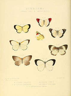 <i>Citrinophila</i> Butterfly genus in family Lycaenidae