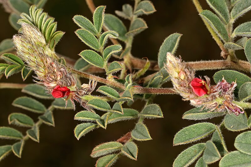 File:Indigofera daleoides var. daleoides 5Dsr 1-0910.jpg