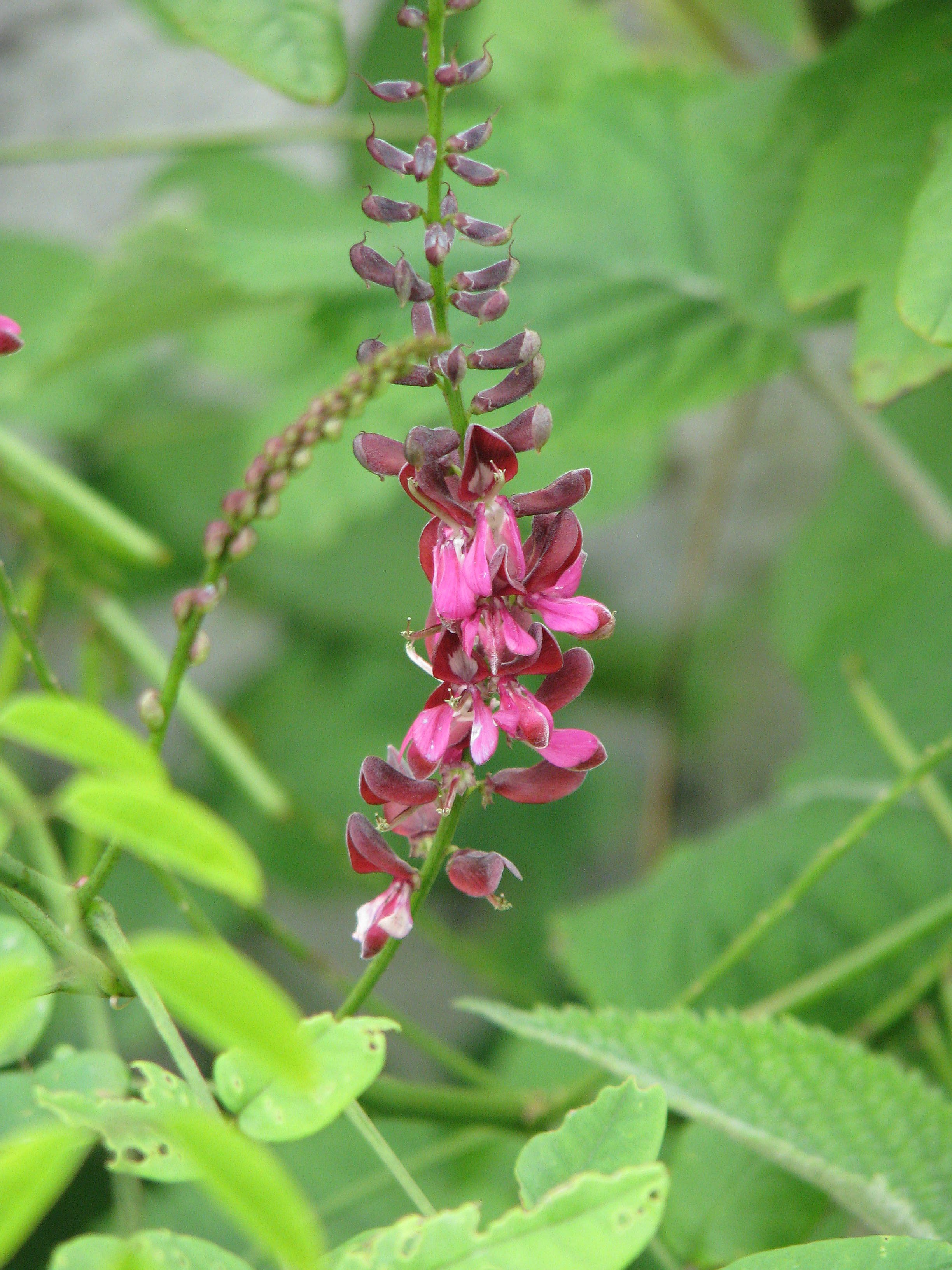 Indigofera hebepetala (15132399265).jpg