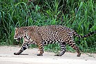 Suid-Amerikaanse jaguar