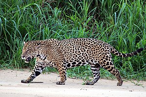 Wil Jaguar (Panthera onca palustris) uun't Pantanal NT - near threatened (nai bi trüüwet)