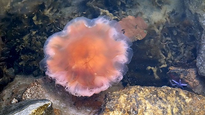 Jellyfish and starfish