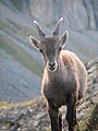 Image 13Young alpine ibex. When fully grown the horns of this male will be about one metre wide. (from Alps)