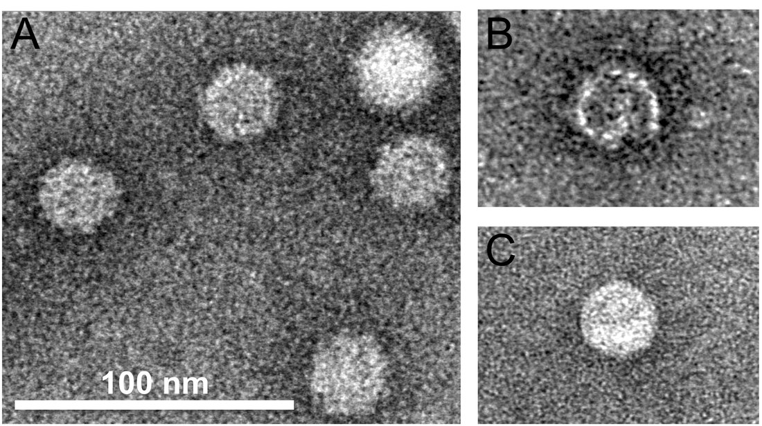 Nodaviridae