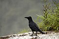 * Nomination jungle crow (Corvus macrorhynchos) from anaimalai hills --PJeganathan 13:51, 1 July 2017 (UTC) * Decline a long long way from QI. Charlesjsharp 17:35, 2 July 2017 (UTC)