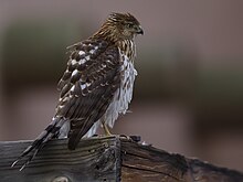 A juvenile Cooper's hawk making use of a temporary perch in the open Juvenile Cooper's Hawk.jpg