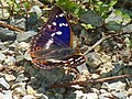 Kleiner Schillerfalter, Nationalpark Donau-Auen 2012