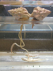 Three Kelletia kelletii in captivity (one hidden behind another) feed on dead fish, each one using a long, prehensile proboscis to reach down to the food Kelletia kelletii 4.jpg