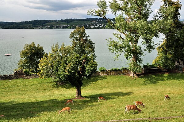 Deer Park on Lindenhof, Zürichsee and Kempraten in the background