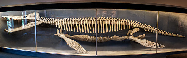 MCZ 1285, the Harvard skeleton historically attributed to Kronosaurus, sometimes nicknamed "Plasterosaurus". This specimen would have been reconstruct