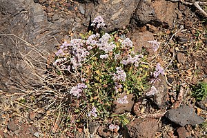 La Palma - Garafía - Vía Puerto de Garafía + Limonium pectinatum 01 ies.jpg