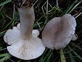 Lactarius uvidus G2.jpg