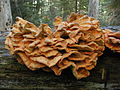 Laetiporus conifericola