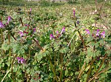 Lamium amplexicaule3.jpg