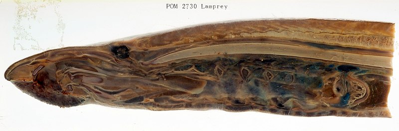 File:Lamprey Anatomy (50692931018).jpg