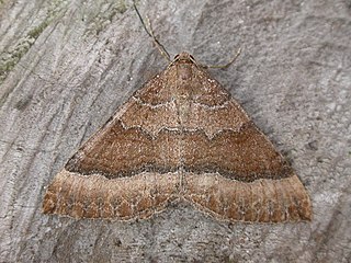 <i>Larentia clavaria</i> Species of moth