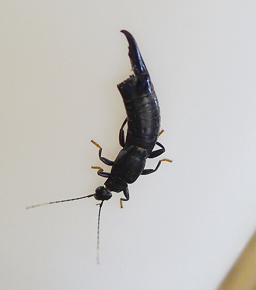 File:Large Earwig...minus one pincer. Dermaptera - Flickr - gailhampshire.jpg