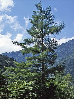 Larix leptolepis2.JPG