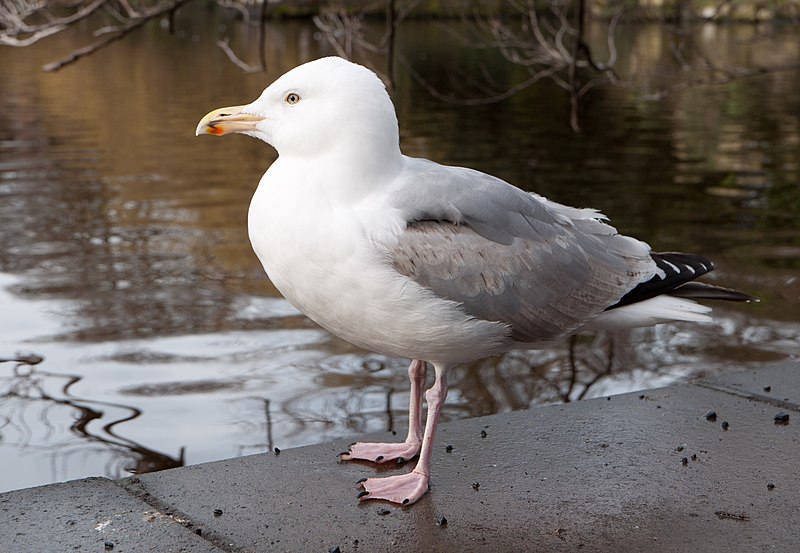 File:Larus argentatus -Dublin, Republic of Ireland-8.jpg